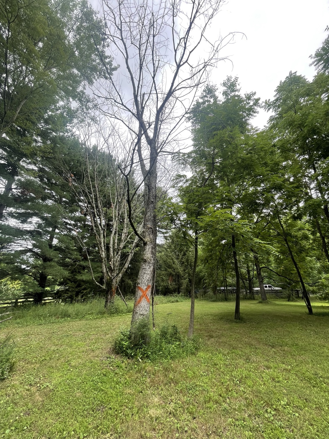 Dead tree marked before removal