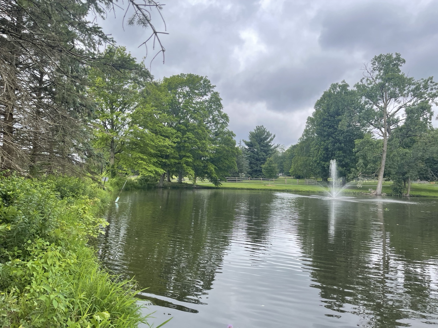 Pond shoreline cleared after fallen tree removal