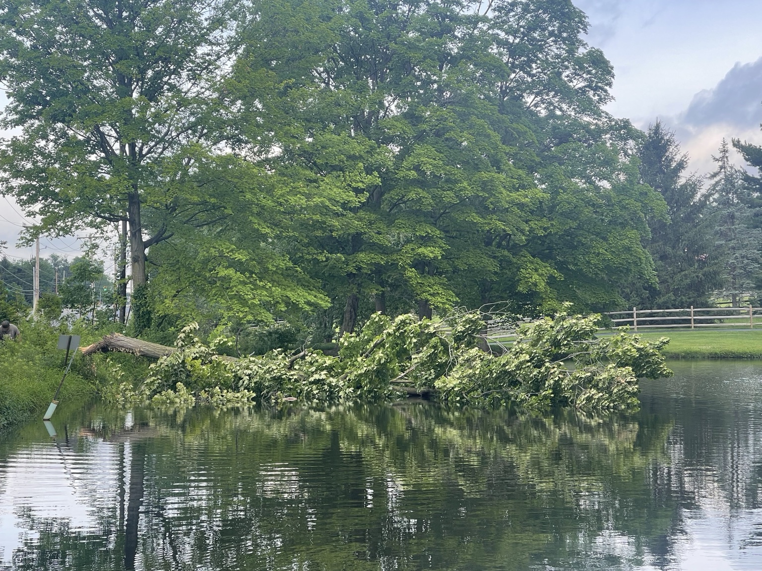 Fallen tree removal project beside a pond