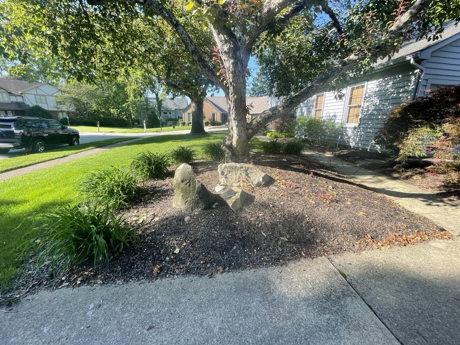 Landscape bed during preparation for cleanup and mulch